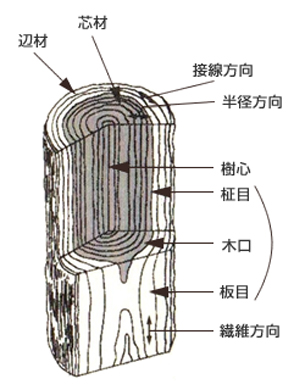 Dr 矢田の建築士のための木材講座 第５回 木材の木取りと木使いの作法 三井化学産資株式会社 ノンロットシリーズ